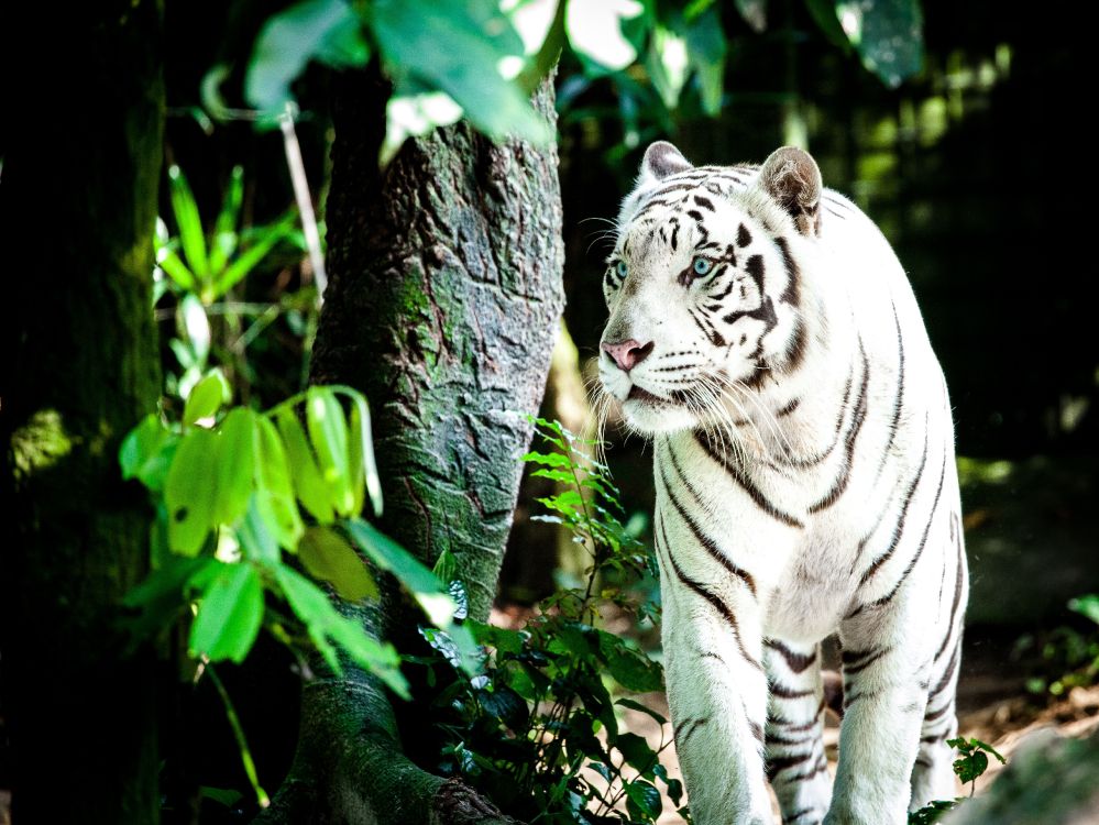 Tigre Blanc et Noir Sur L'herbe Verte Pendant la Journée. Wallpaper in 4437x3328 Resolution