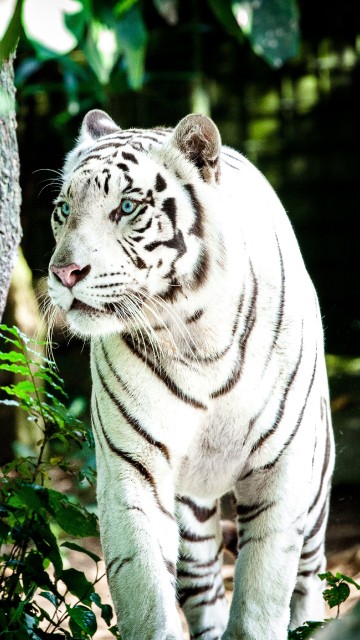 Image white and black tiger on green grass during daytime