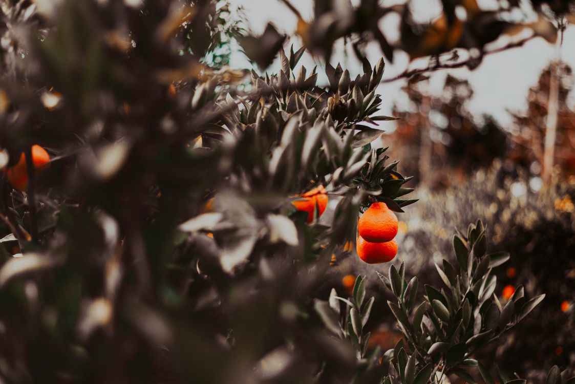 Fruit Orange Sur Plante Verte. Wallpaper in 6147x4102 Resolution