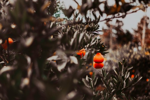 Image orange fruit on green plant