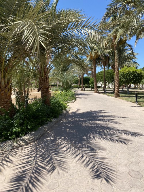 Image palm trees, Date palm, real estate, biology, woody plant