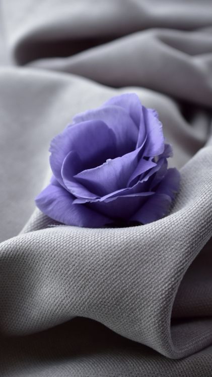 Flores Gladiolo, Morado, Pétalo, la Botánica, Híbrido de té de Rosa. Wallpaper in 720x1280 Resolution