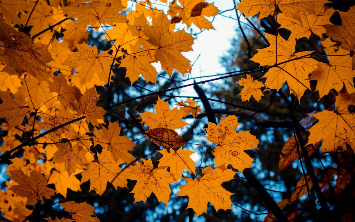 Yellow Maple Leaves During Daytime. Wallpaper in 2560x1600 Resolution