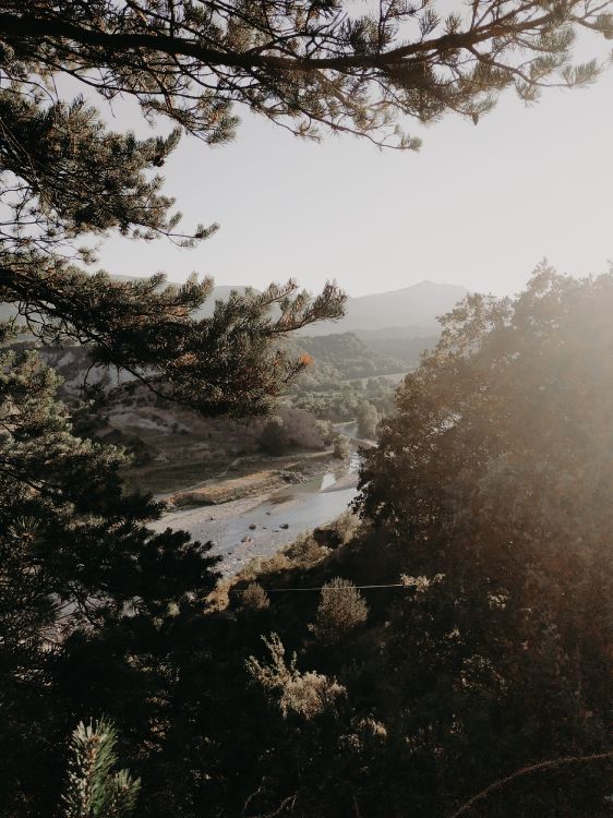 Mañana, Sucursal, Agua, Niebla, Bruma. Wallpaper in 3000x4000 Resolution