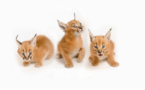 Image orange tabby kitten on white surface