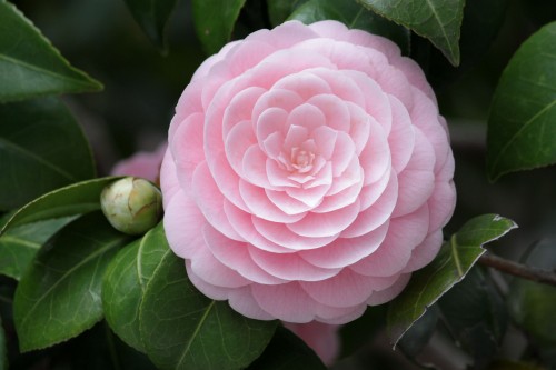 Image pink and white flower in macro lens photography