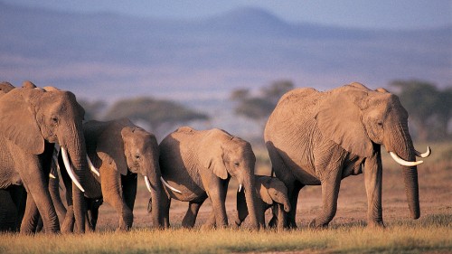 Image three brown elephants on green grass field during daytime