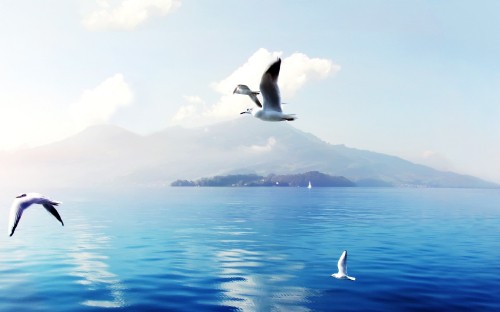 Image white and black bird flying over the sea during daytime