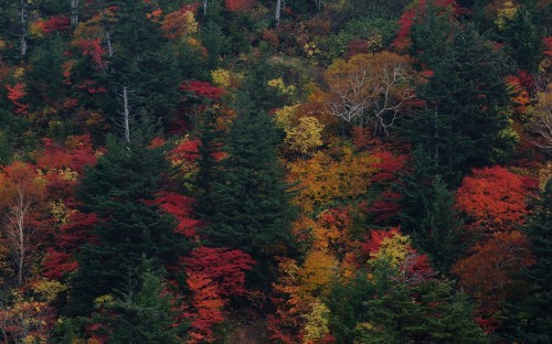 Image green and orange trees during daytime