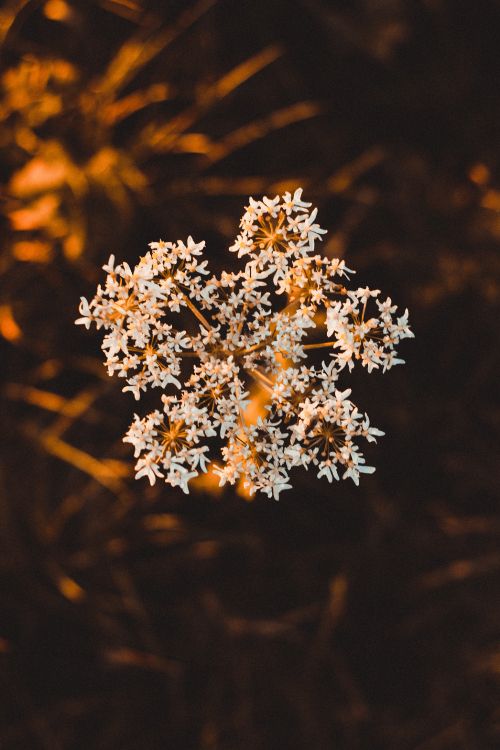 white flowers in tilt shift lens