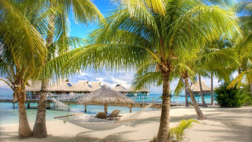 Image brown beach lounge chairs near palm tree on beach during daytime