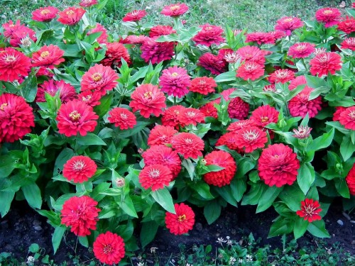 Image pink flowers with green leaves