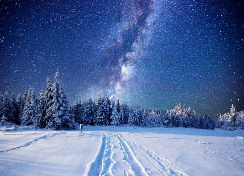 Image pine trees on snow covered ground under starry night