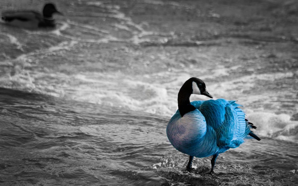 grayscale photo of swan on water