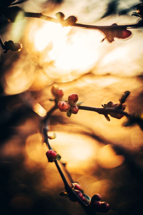 Printemps, Rameau, Feuille, Bokeh, Ciel. Wallpaper in 3456x5184 Resolution