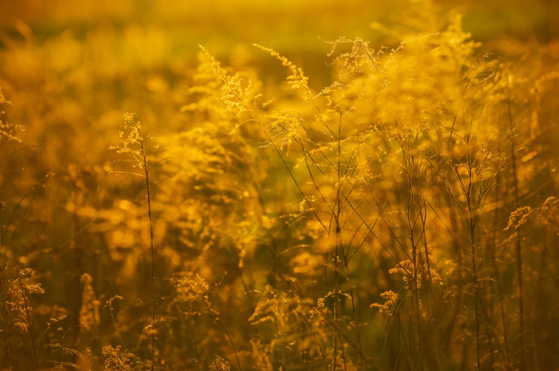 Jaune, L'herbe de la Famille, Champ, Verge D'or, Sauvages. Wallpaper in 6016x4000 Resolution