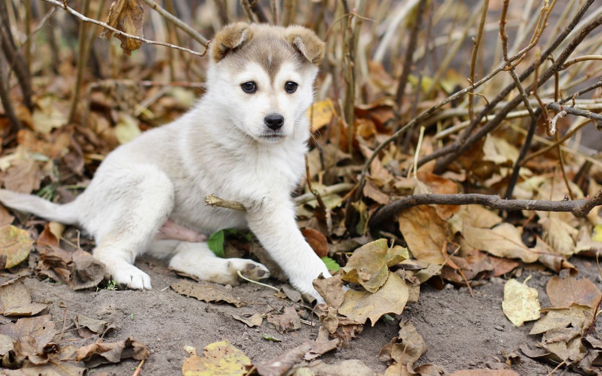 小狗, 品种的狗, 东西伯利亚的莱卡, 迦南的狗, 黄金猎犬 壁纸 2560x1600 允许