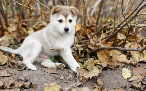 Image white siberian husky puppy on brown dried leaves during daytime