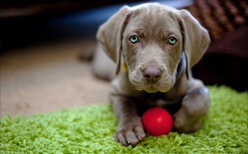 Image gray short coated puppy on green grass field