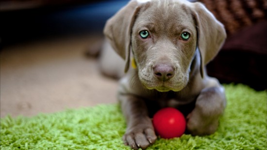 Image gray short coated puppy on green grass field
