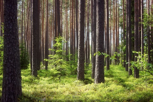 Image green grass and trees during daytime