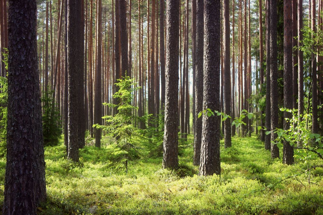 green grass and trees during daytime