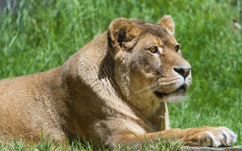 Image brown lion lying on green grass during daytime