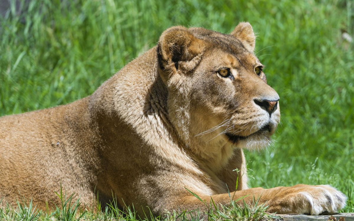 brown lion lying on green grass during daytime