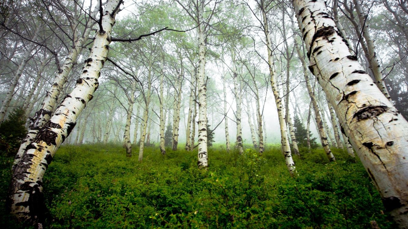 green grass and trees during daytime