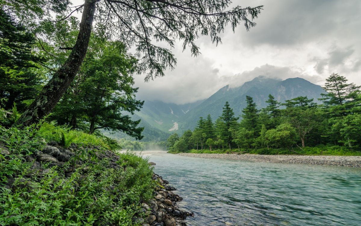 green trees near lake and mountains during daytime