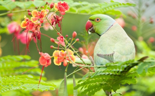 Image green and blue bird on brown tree branch