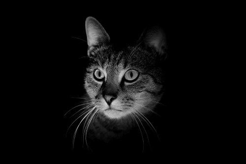 Image grayscale photo of tabby cat