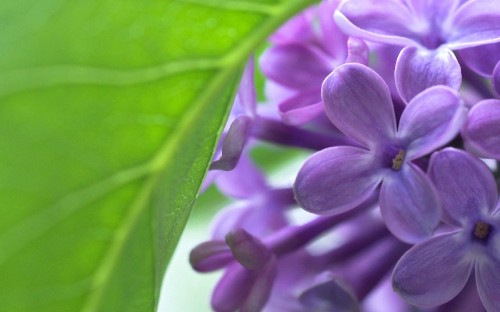 Image purple flower in macro shot