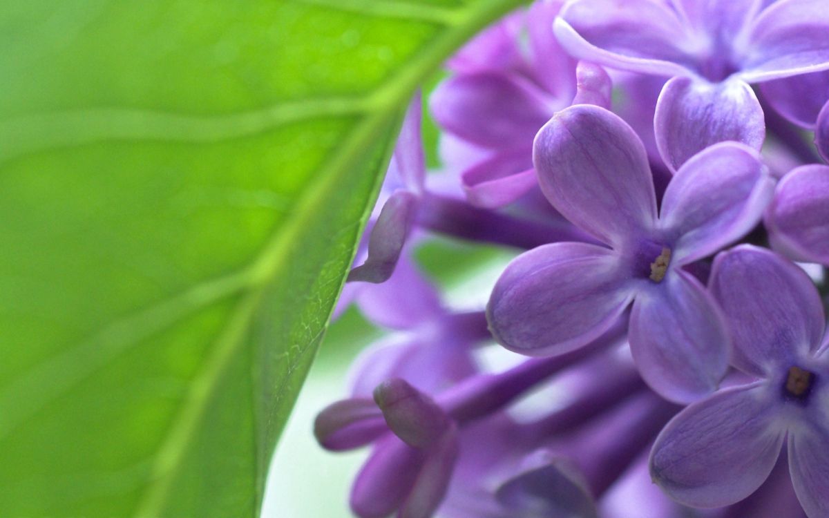 purple flower in macro shot