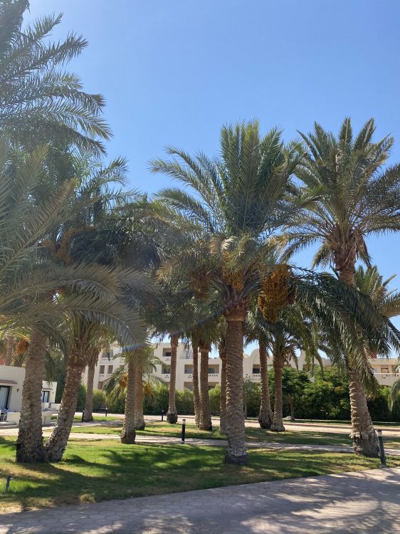 Dattelpalme, Palme, Baum, Woody Pflanze, Stamm. Wallpaper in 1536x2048 Resolution