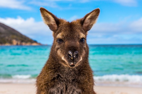 Image brown kangaroo on beach during daytime