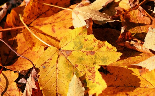 Image brown dried leaves on ground