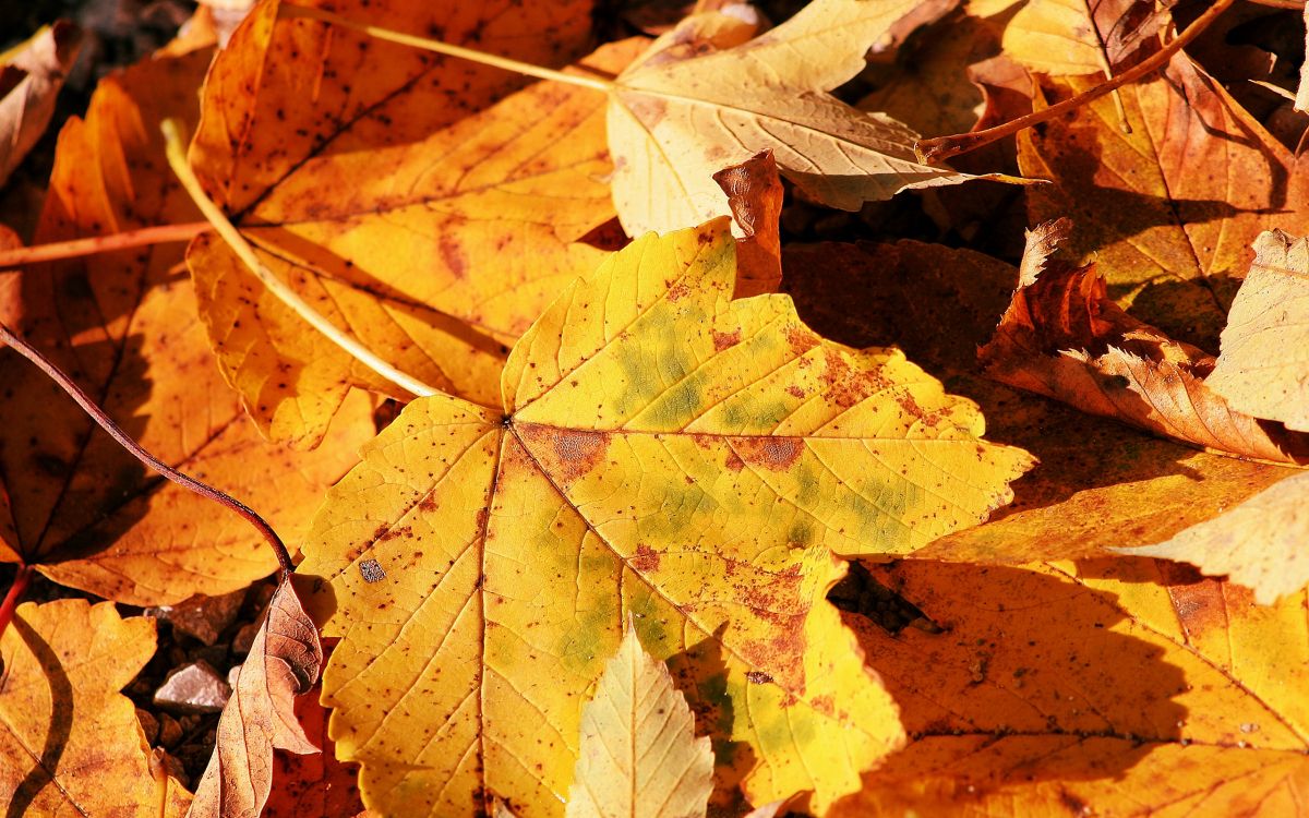 brown dried leaves on ground