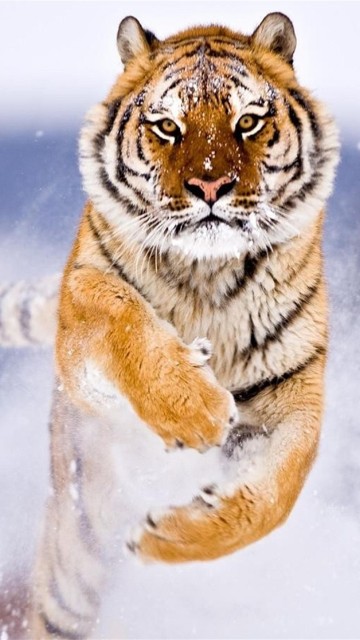 Image brown and black tiger on snow covered ground