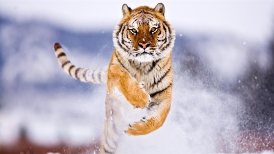 Image brown and black tiger on snow covered ground