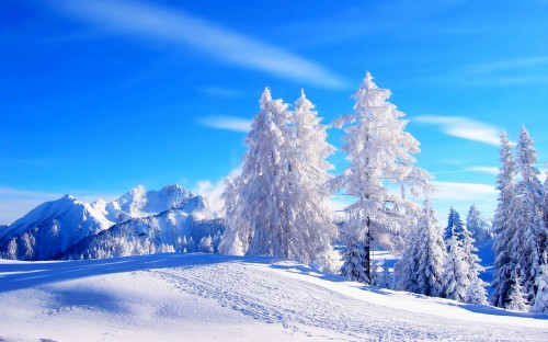 Image snow covered trees and mountains during daytime