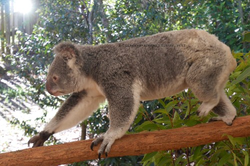 Image koala bear on brown tree branch during daytime