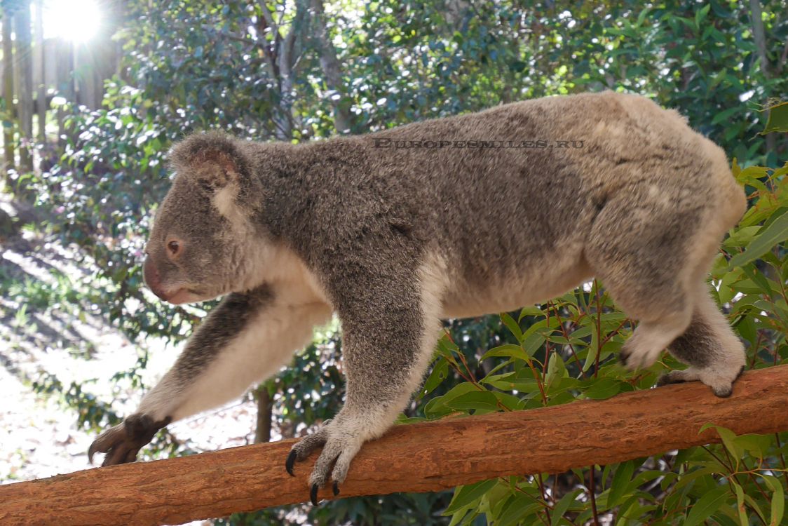 koala bear on brown tree branch during daytime