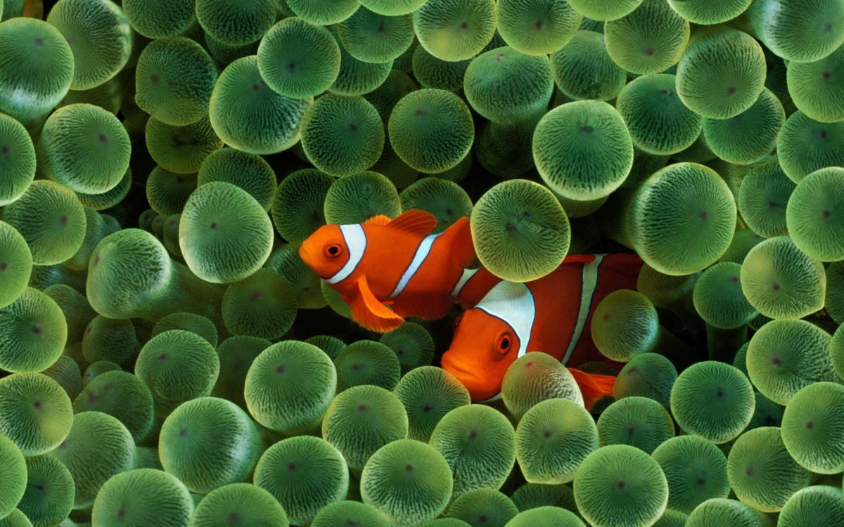 clown fish on green plant