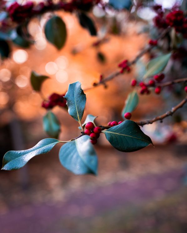 弹簧, 树枝, 浆果, 工厂, Holly 壁纸 4000x5000 允许