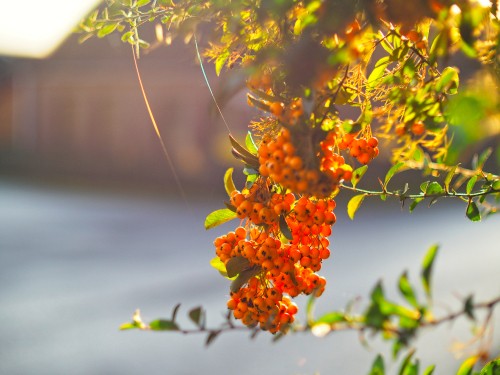 Image flower, branch, plant, leaf, tree