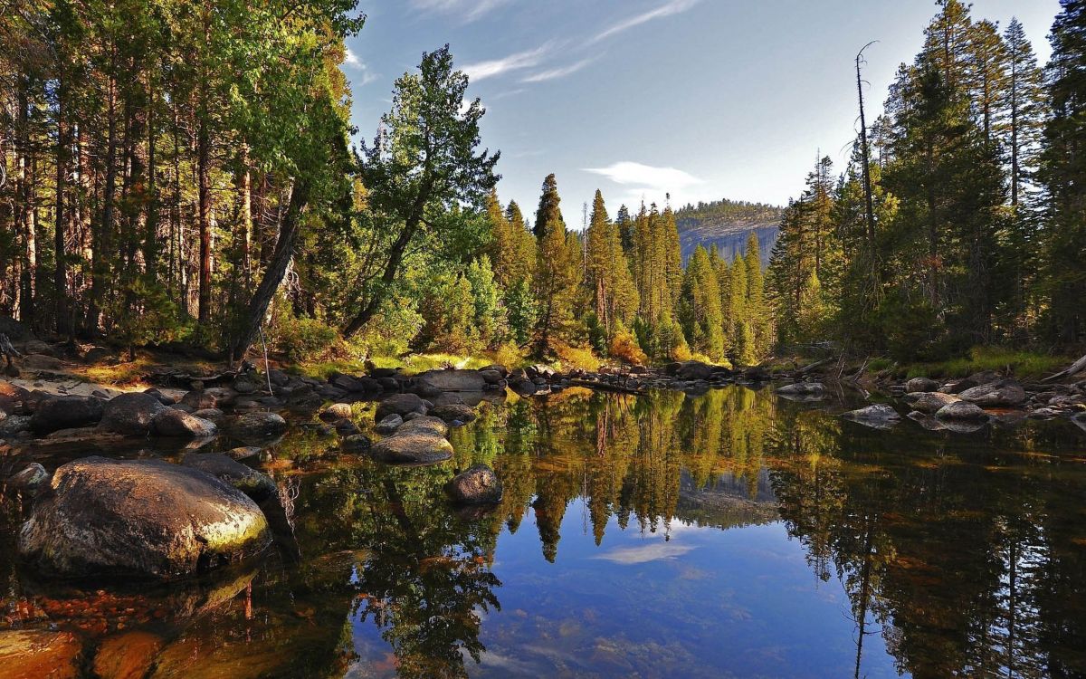 green trees beside river under blue sky during daytime