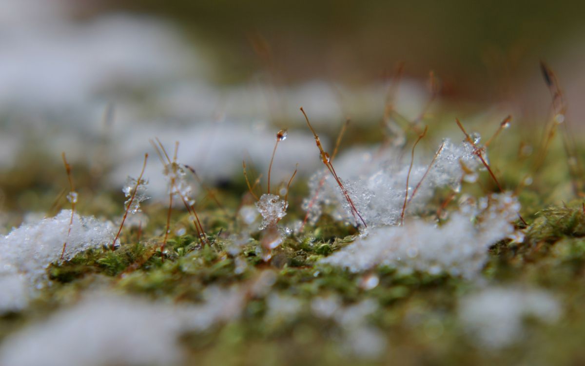 Tige de Plante Brune et Blanche. Wallpaper in 2560x1600 Resolution