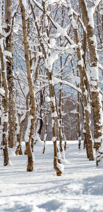 Image snow in forest, snow, plant, natural landscape, twig