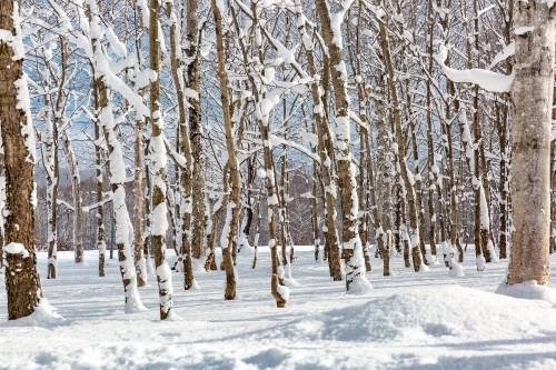 Image snow in forest, snow, plant, natural landscape, twig